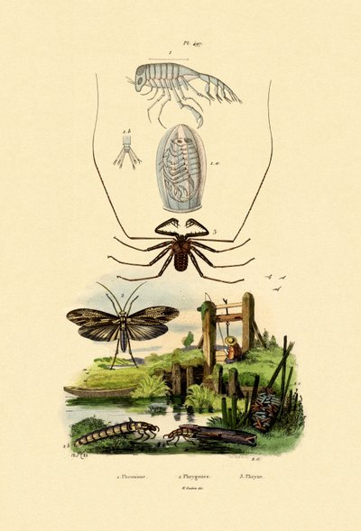 Pram Bug Amphipod by French School